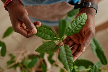 Top view closeup of male hands holding leaf of green live plant and inspecting for health issues copy space 