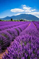 Obraz premium b'scenic view of lavender fields in provence france'