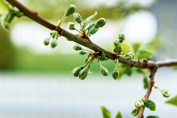 The tree is beginning to bloom in early spring.