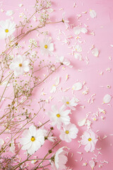 Obraz na płótnie Canvas White Cosmos Flowers on Pink Pastel Background