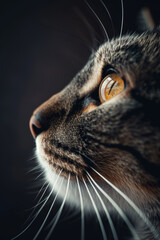 Mystical Cat's Eye, Macro Shot in Dark Background