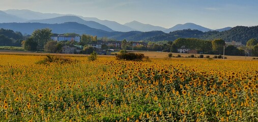 campo de girasoles