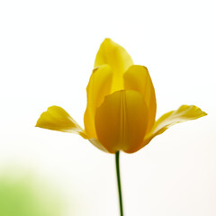 tulip flowers growing on a white background