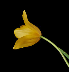 tulip flowers grow on a black background