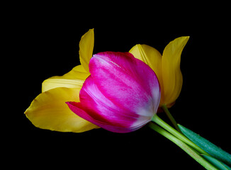 tulip flowers grow on a black background