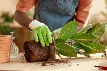 Close up of unrecognizable Black man repotting green plant indoors while enjoying gardening at home copy space 