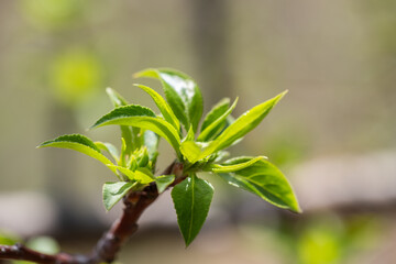 Young green leaves on a tree branch in spring. Shallow depth of field.
