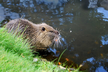 A photo of a nutria, Myocastor coypus, also called coypu, eating a carrot while sitting on the edge of a canal. 