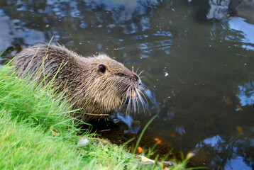 A photo of a nutria, Myocastor coypus, also called coypu, eating a carrot while sitting on the edge...