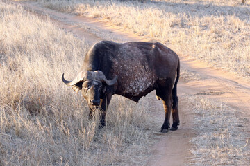 Obraz premium African buffalo (lat. Syncerus caffer)