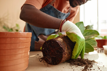 Close up of African American man repotting plant indoors and caring for houseplants copy space 