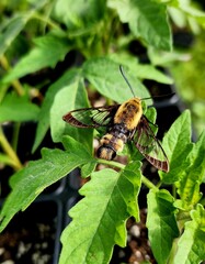 Fototapeta premium Clear Winged Hummingbird Moth on Tomato Leaves