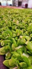Hydroponic Lettuce Greenhouse Farming