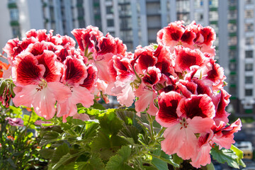 Pink pelargonium flowers. Bud close up. Grow a flower in a pot on the balcony. Botanical petal...