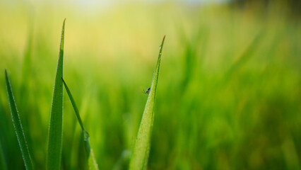 grass in the forest at early morning 
