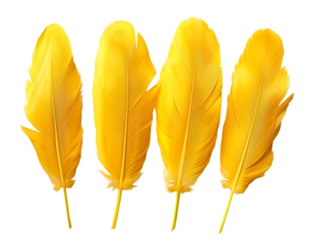 Yellow feather on transparent background