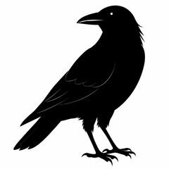 crow silhouette vector illustration