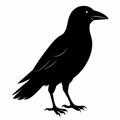 crow silhouette vector illustration