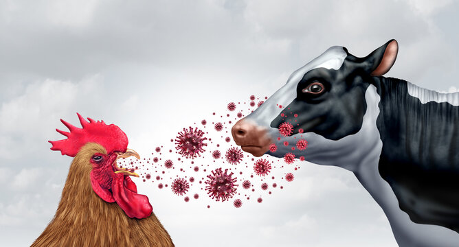Bird Flu And Dairy Cows Spreading Highly Pathogenic Avian Influenza or HPAI  to a milking cow as a farm virus or livestock health risk for global infection outbreak or agricultural public safety