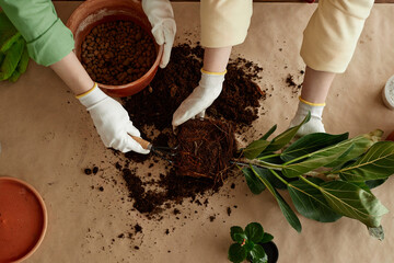 Top view closeup of female hands repotting plant on wooden table in flower shop, copy space