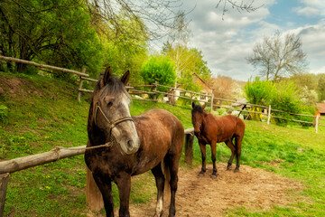 horses near a rural house in spring. Ukraine.