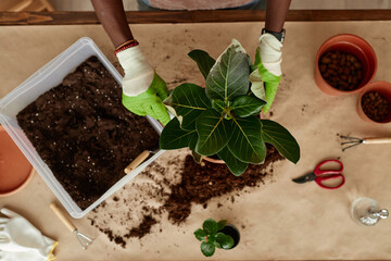 Top view closeup of male hands repotting plant on wooden table and adding soil