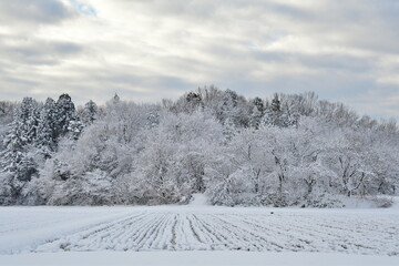 冬の越後平野（新潟県）