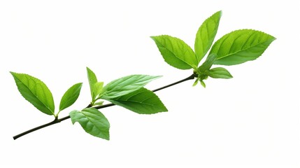 Green fresh mint leaf isolated on white background.