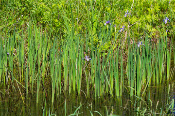 Obraz premium Wild native irises flowers in a wetland. Iris is depicted in mythology by a rainbow. 