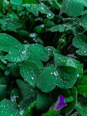 hojas de tonos verdes con gotas de lluvia