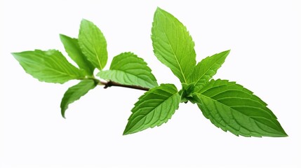 Fototapeta na wymiar Green fresh mint leaf isolated on white background.