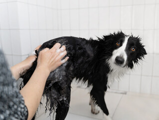 Poor border collie waits patiently while his owner washes him after a walk. Life with a dog....