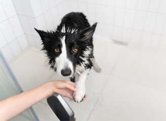 Poor wet border collie waits patiently while his owner washes him after a walk. Life with a dog....