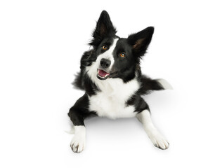 Isolated happy black and white border collie lying on the white floor and looking to the left. Life...
