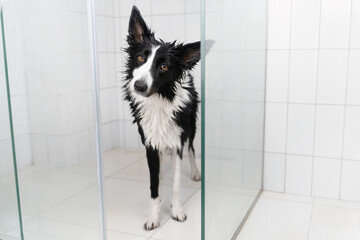 Displeased wet black and white border collie stands in the shower after being washed and looks at the camera. Life with a dog. Washing the dog at home. - obrazy, fototapety, plakaty