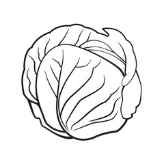Cabbage, Black and White stylized, Vector Illustration