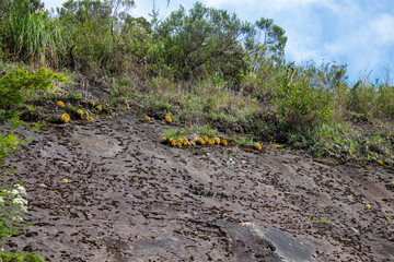 cactos e rocha   Urubici  Serra Catarinense  Serra Geral  Santa Catarina  Brasil