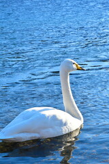 三条市　白鳥の郷公苑（新潟県）