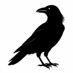 Raven silhouette vector illustration on white background