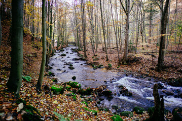Der Fluss Ilse in Ilsenburg im Harz im Herbst
