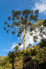Urubici  Serra Catarinense  Serra Geral  Santa Catarina  Brasil