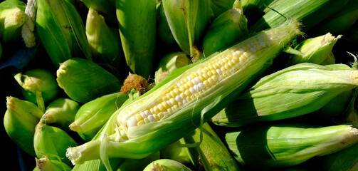 Corn Cobs Piled Together Fresh Ears for Eating - 795476461