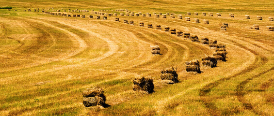 Bales of Hay or Straw in Farm Field Two String in Rows - 795476463