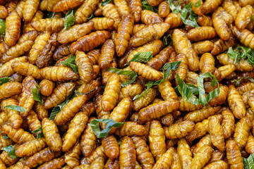 Cricket edible insect Silkworm mixed with pandan and Thai pepper powder, Close-up, Top view