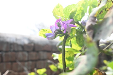 Lablab purpureus flowers. It is a species of bean in the family Fabaceae. Its other names include lablab, bonavist bean pea, dolichos bean, seim, lablab, Egyptian kidney, Indian bean.