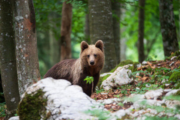 A bear in a mountain forest among white rocks