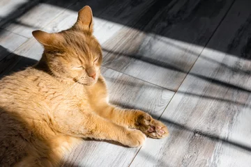 Fotobehang red cat basks in the sun lying on the floor. © Oleg Opryshko