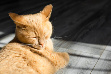 red cat basks in the sun lying on the floor. - obrazy, fototapety, plakaty