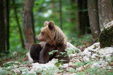 A bear lying in a mountain forest looks to the side
