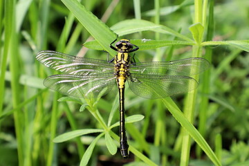 Yellow dragonfly on a green leaf